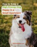 How to Keep a High-Energy Dog Happy in a Small Apartment 🐶