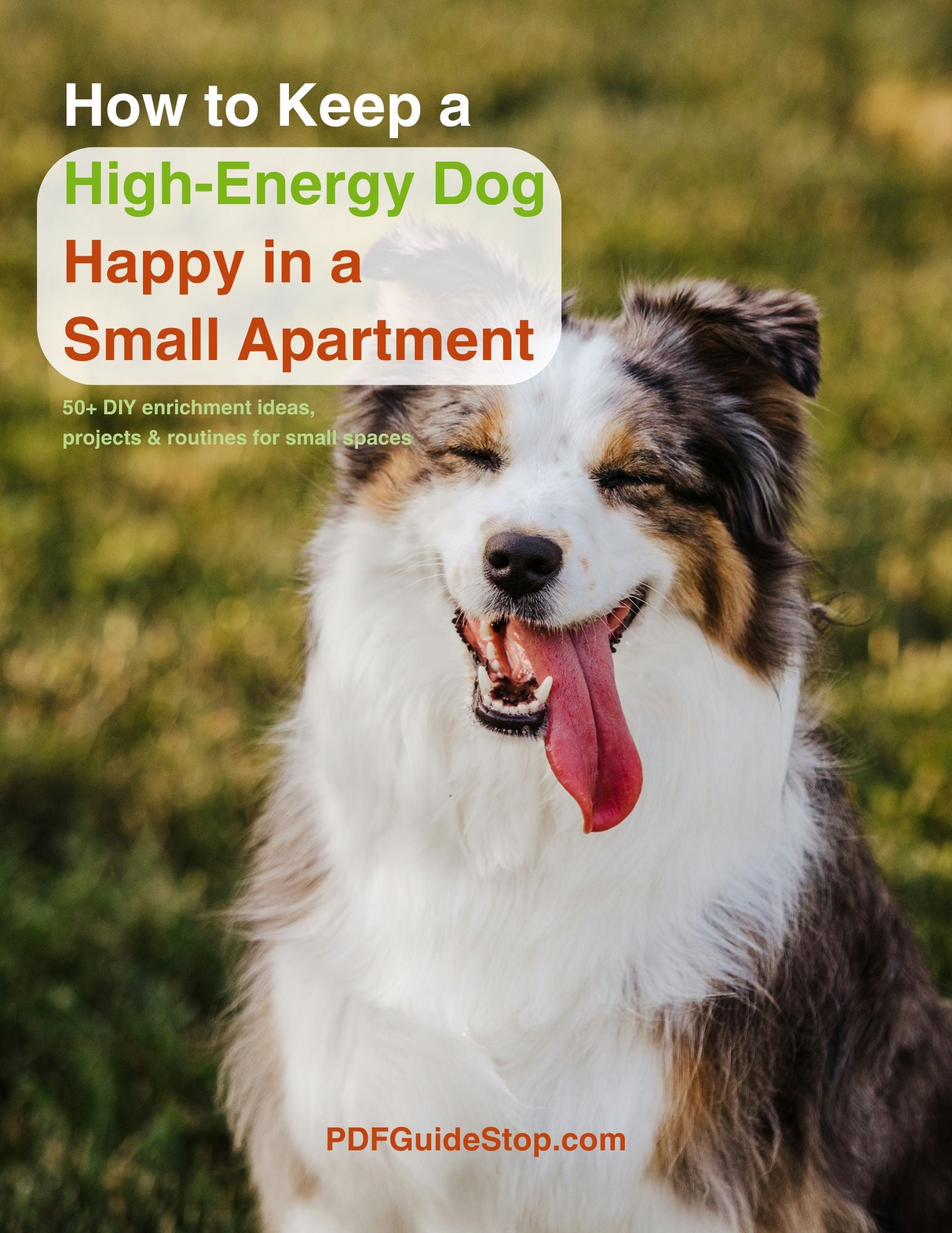 How to Keep a High-Energy Dog Happy in a Small Apartment 🐶